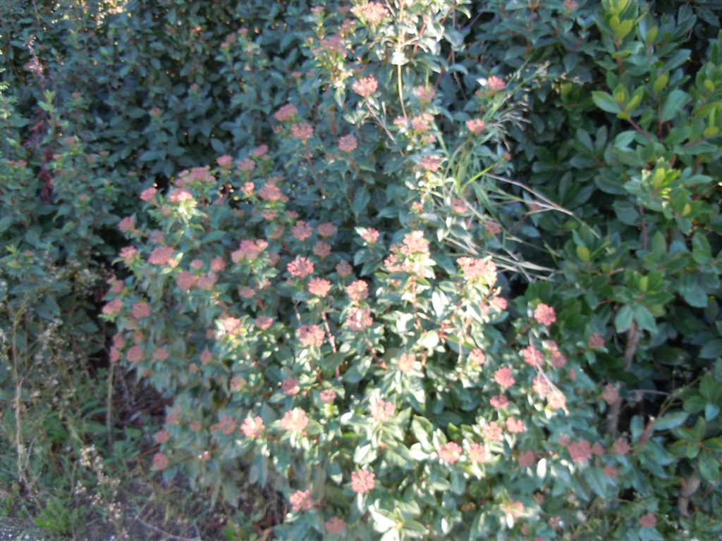 Viburnum tinus